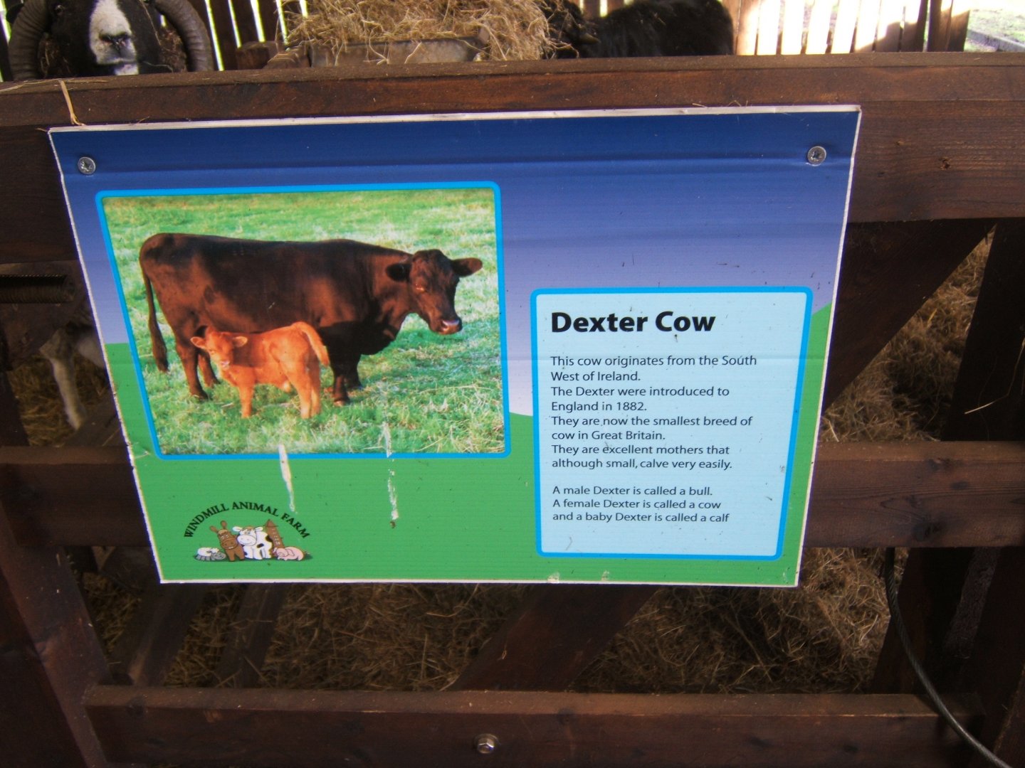 Windmill Animal Farm