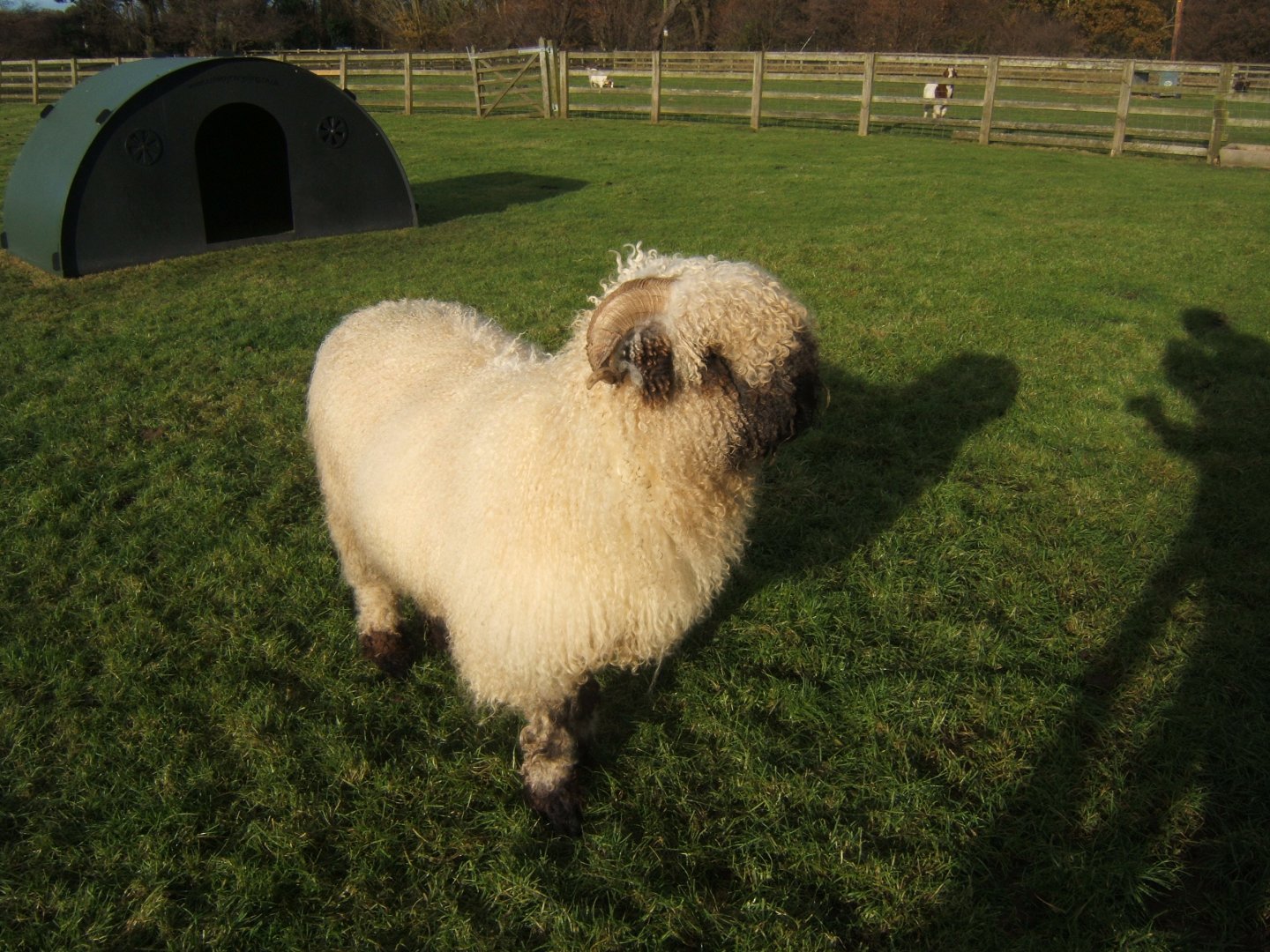 Windmill Animal Farm