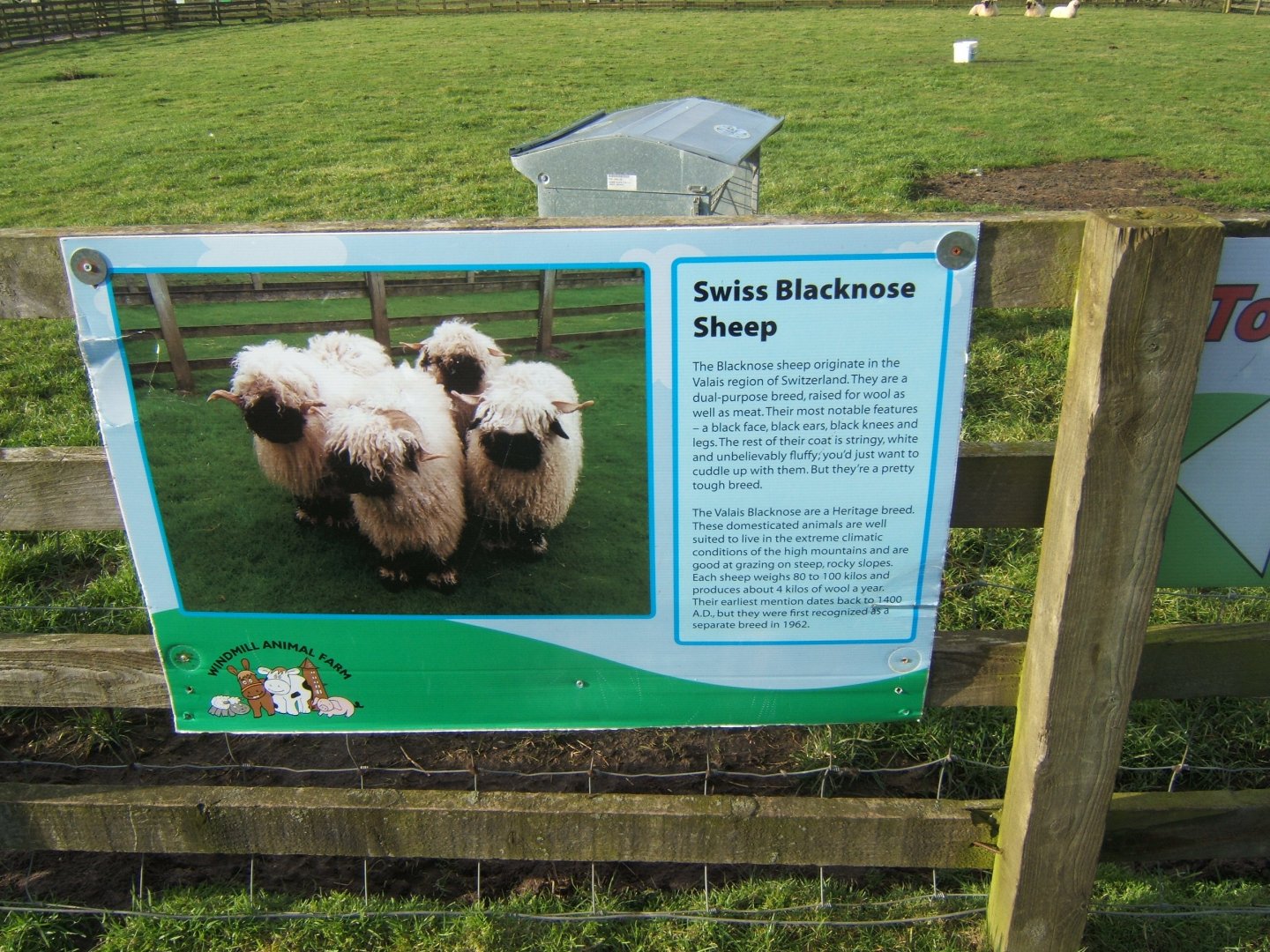 Windmill Animal Farm