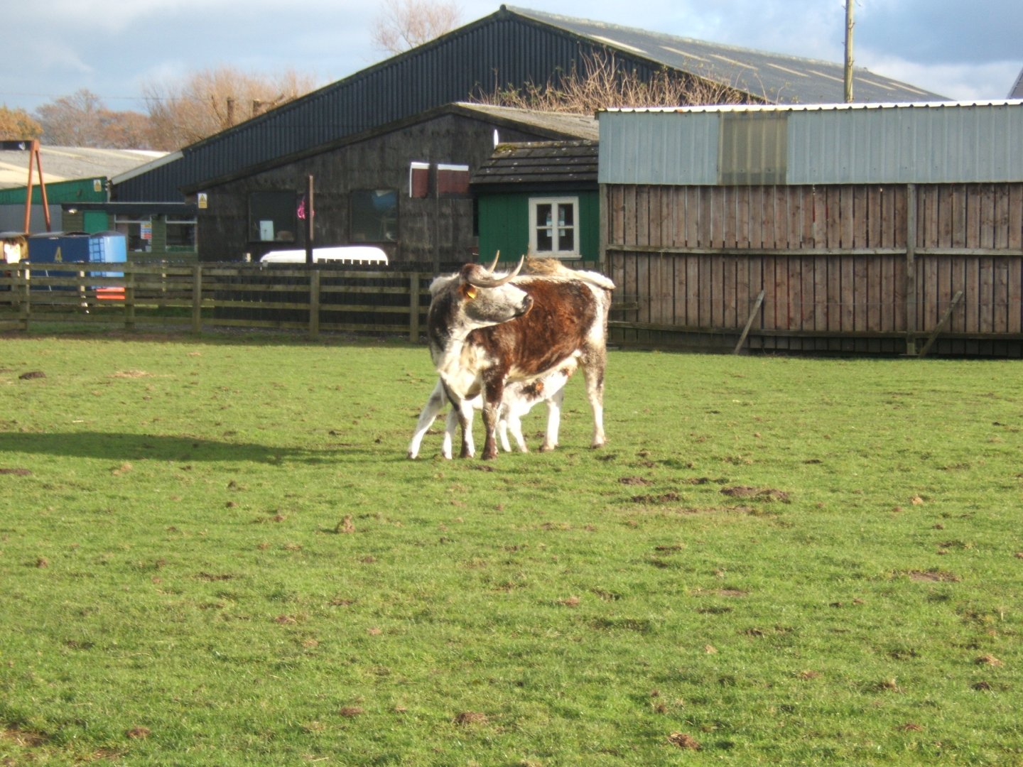 Windmill Animal Farm