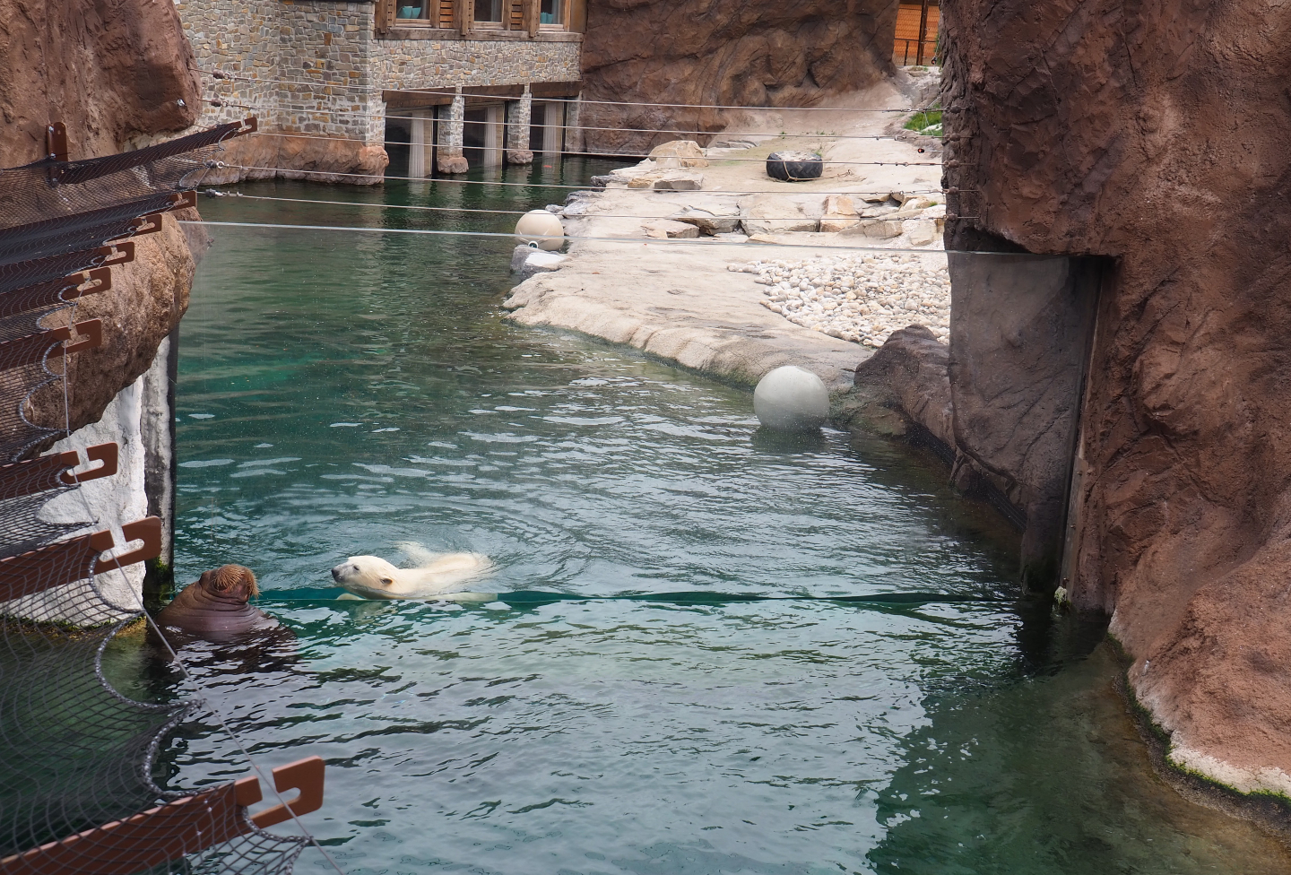 Window between the Pacific walrus and Polar bear exhibits, 2020-09-03
