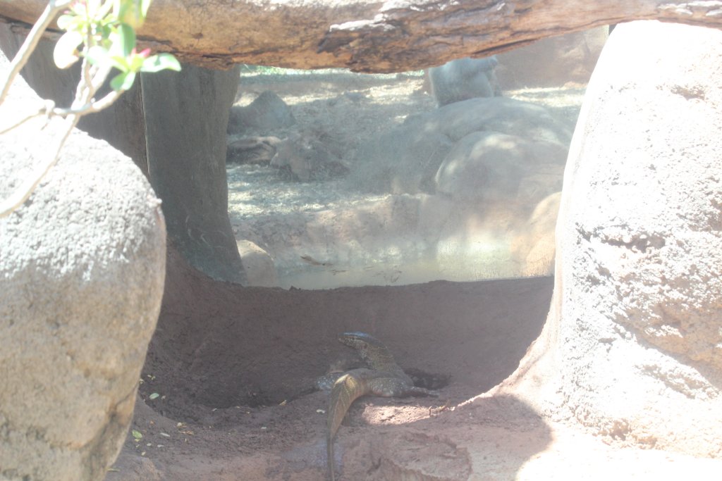 Window from Monitors to Baboons