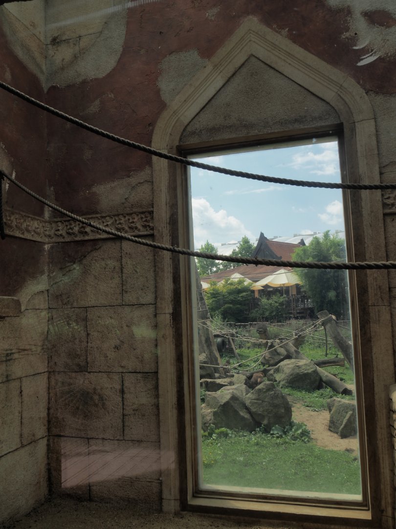 Window in Sunda pig-tailed macaque temple looking out from indoor exhibit to outdoor island, 2024-08-05