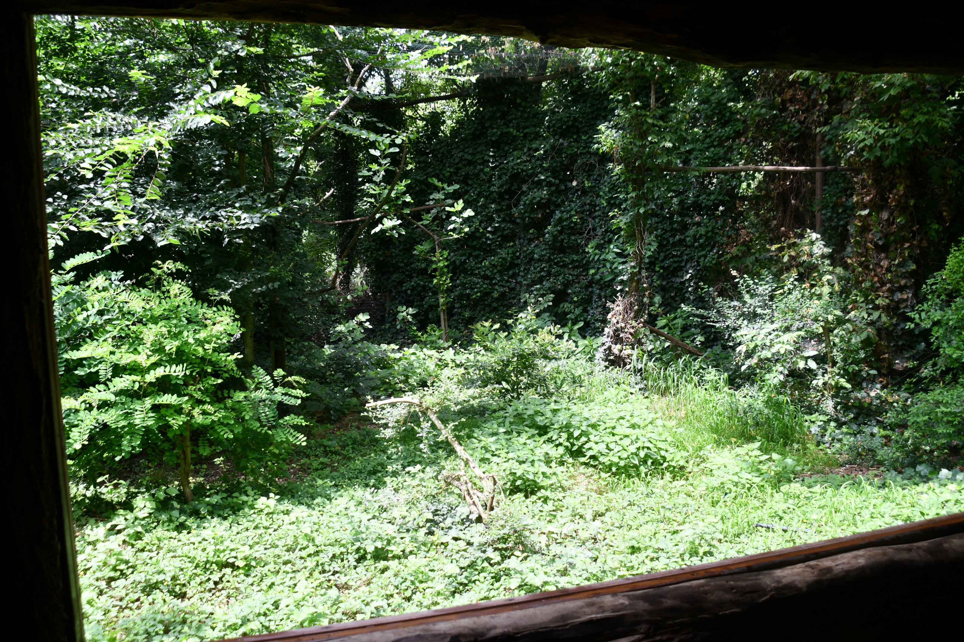 window into Eurasian Eagle Owl aviary