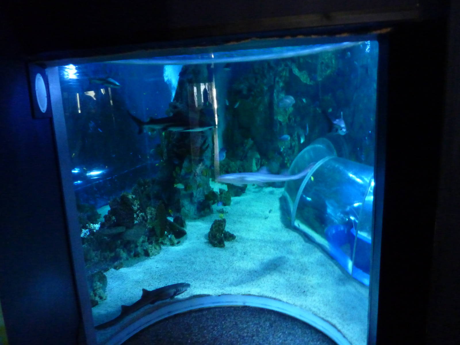 Window into main tank