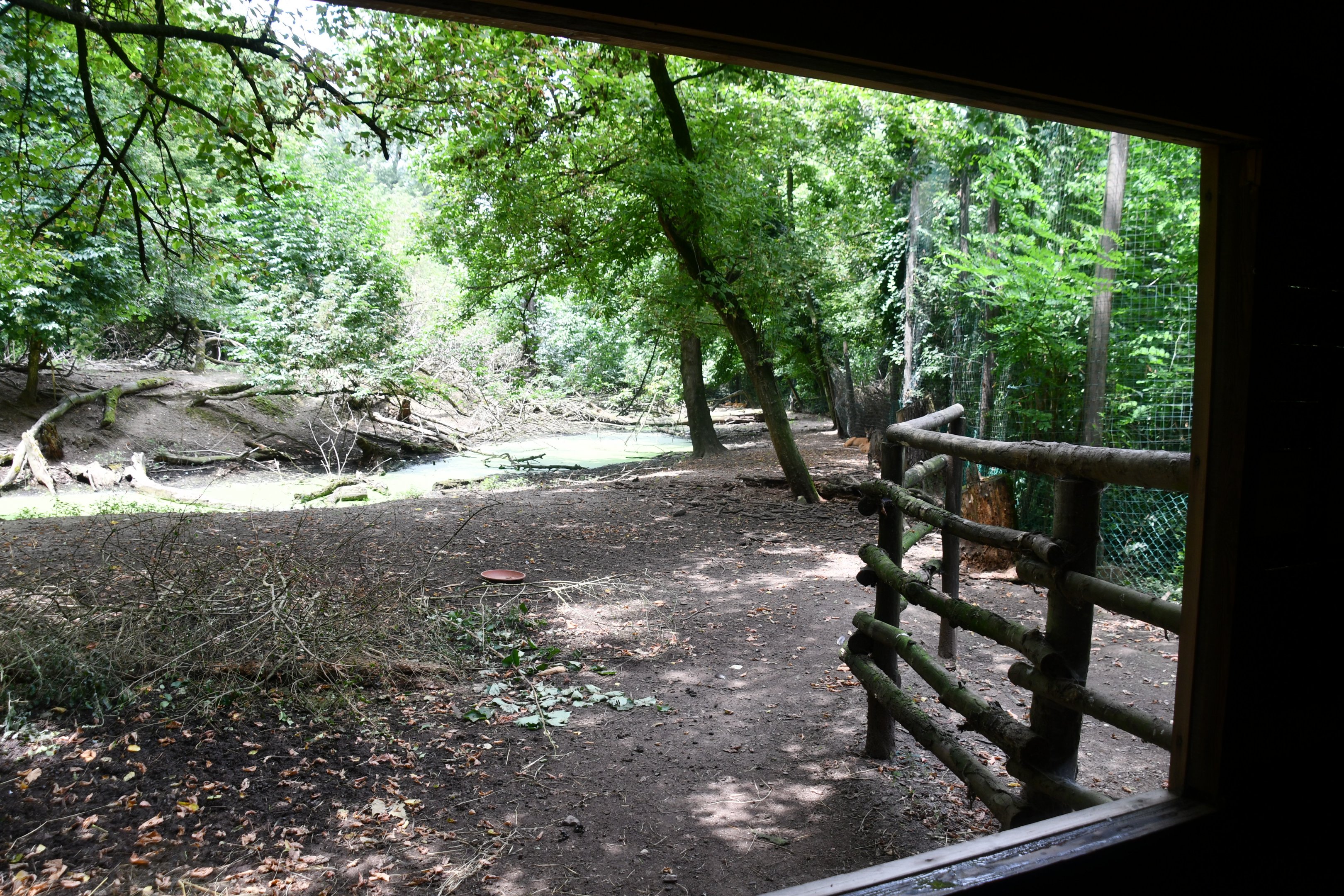 window into Roe Deer exhibit