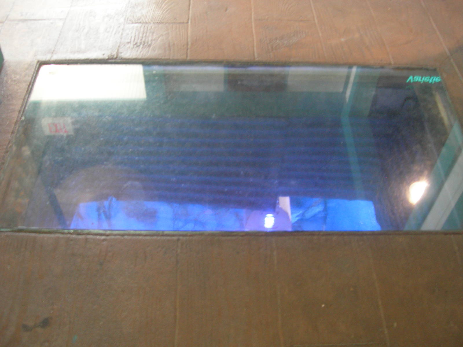 window look in above the reef exhibit