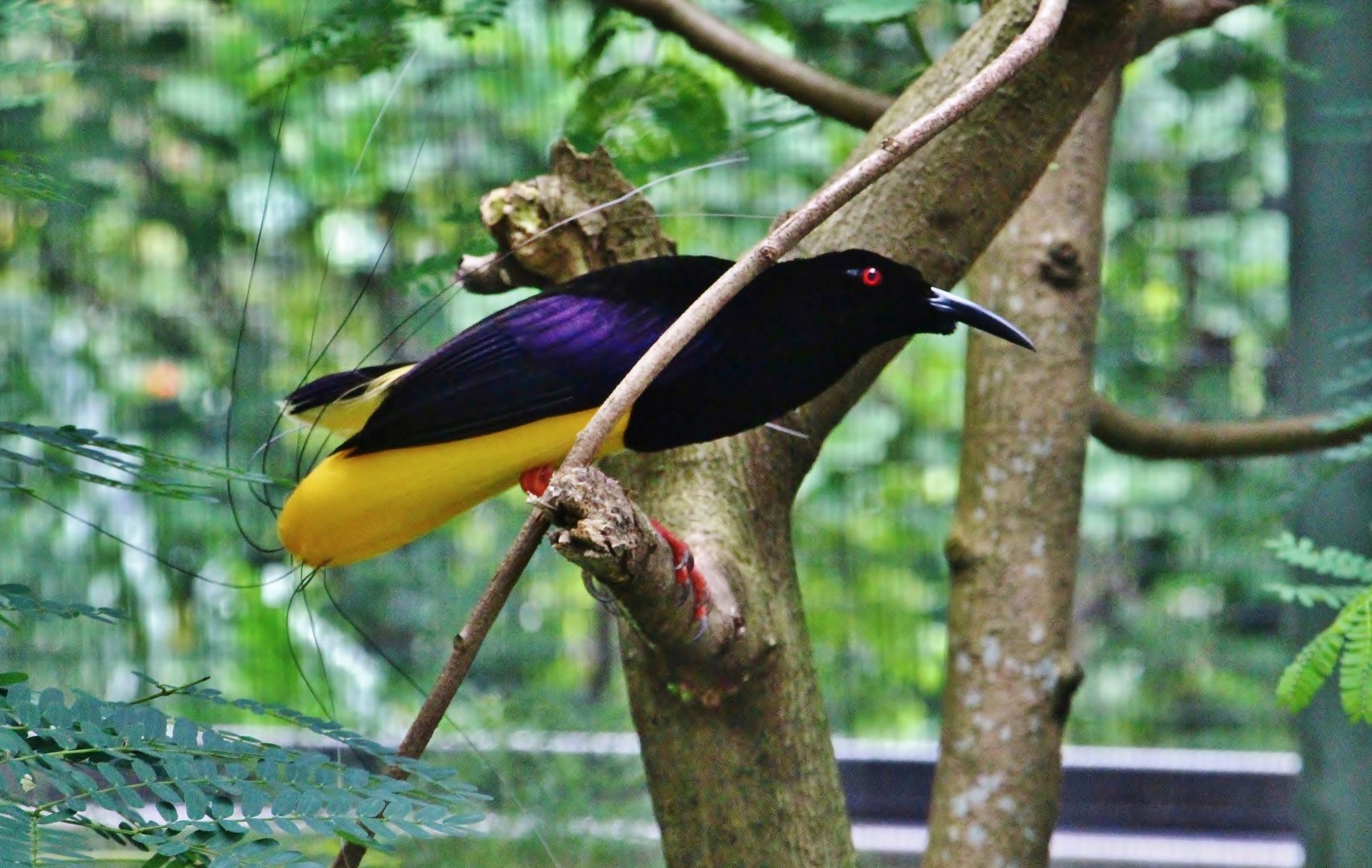 Window on Paradise - 12-wired Bird of Paradise