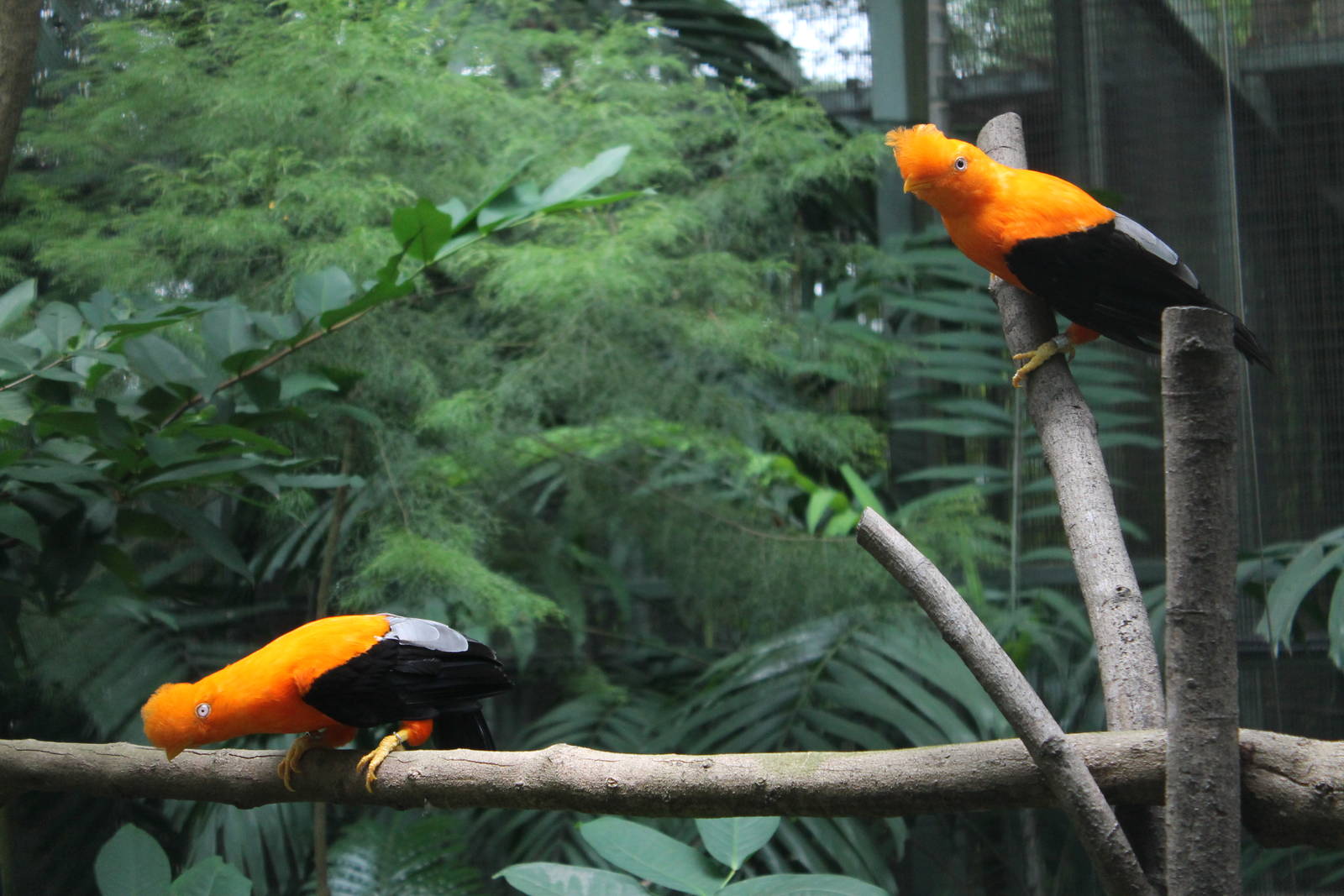 Window on Paradise - Andean Cock-of-the-Rock