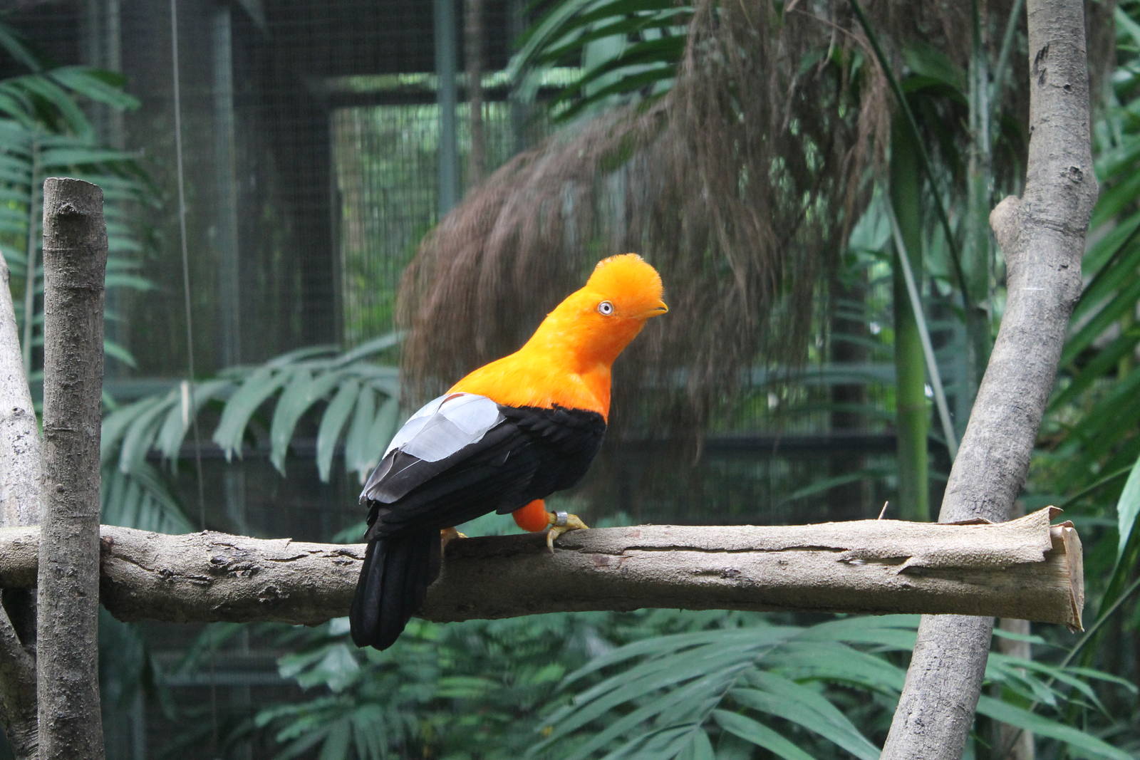 Window on Paradise - Andean Cock-of-the-Rock