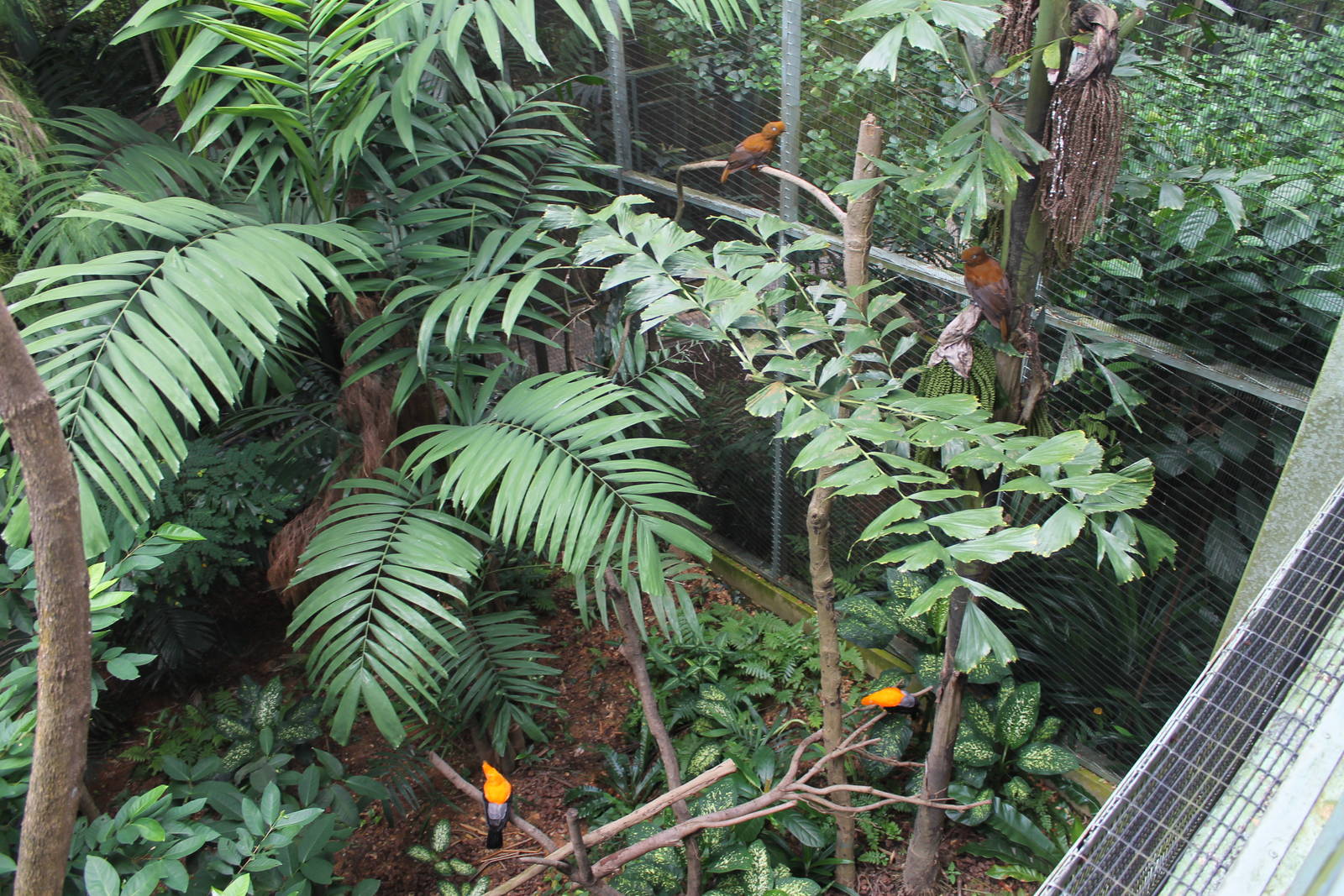 Window on Paradise - Andean Cock-of-the-Rock