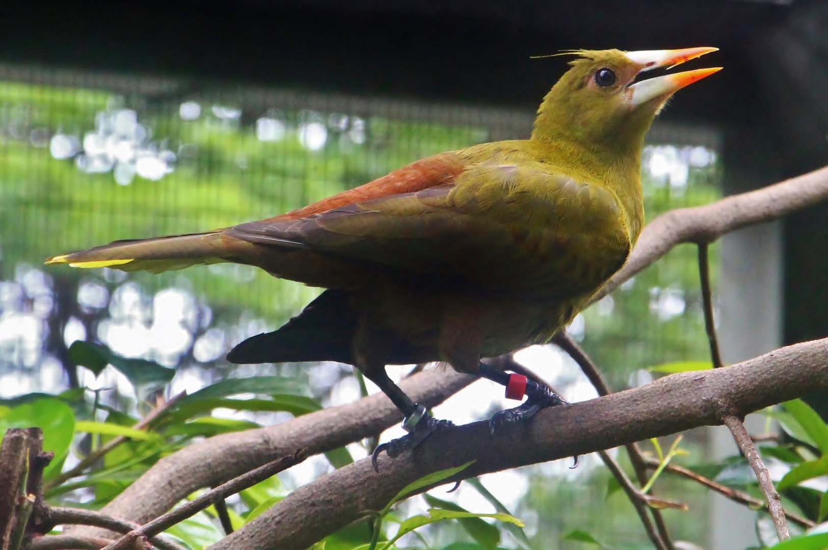 Window on Paradise - Green Oropendola