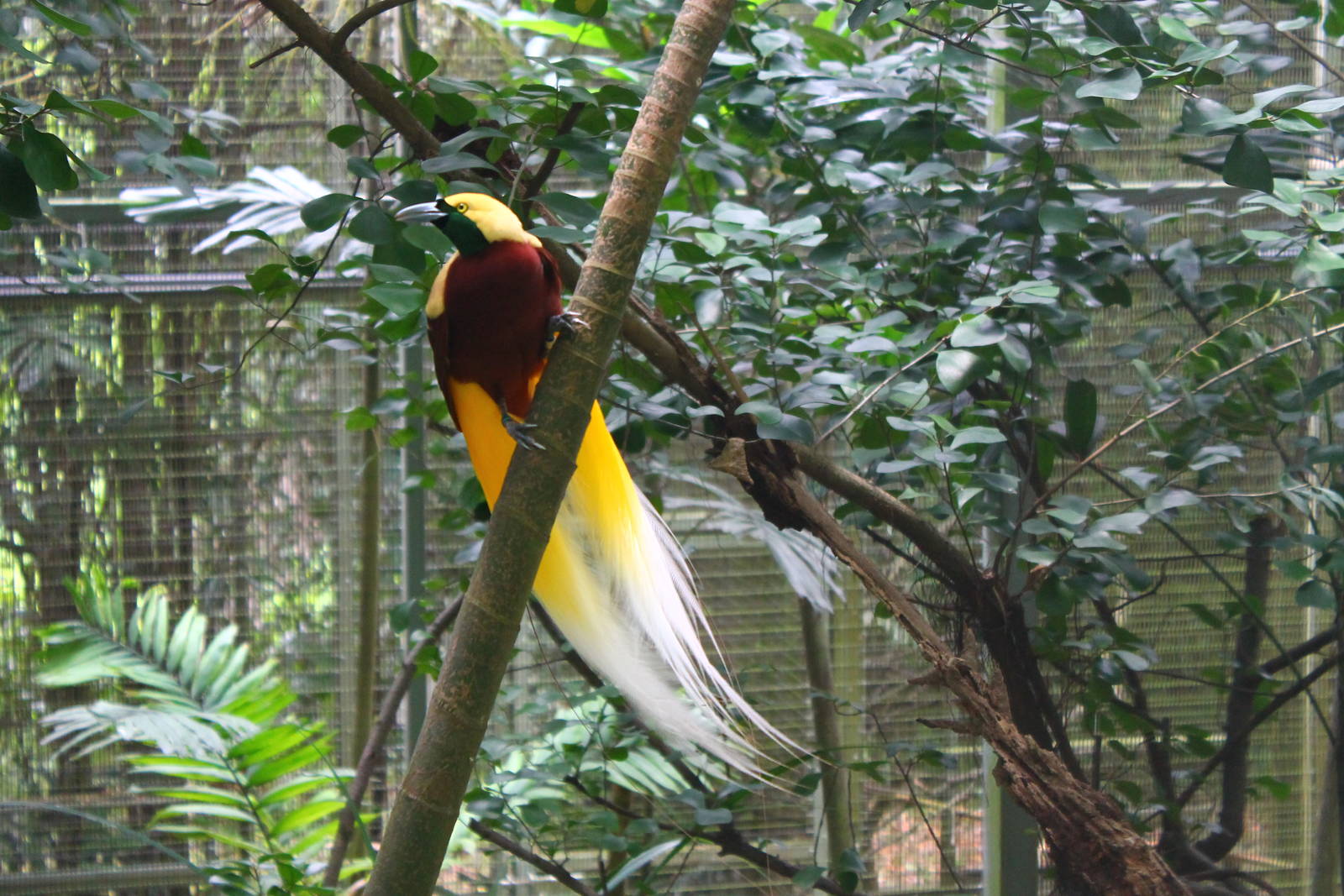 Window on Paradise - Lesser Bird of Paradise