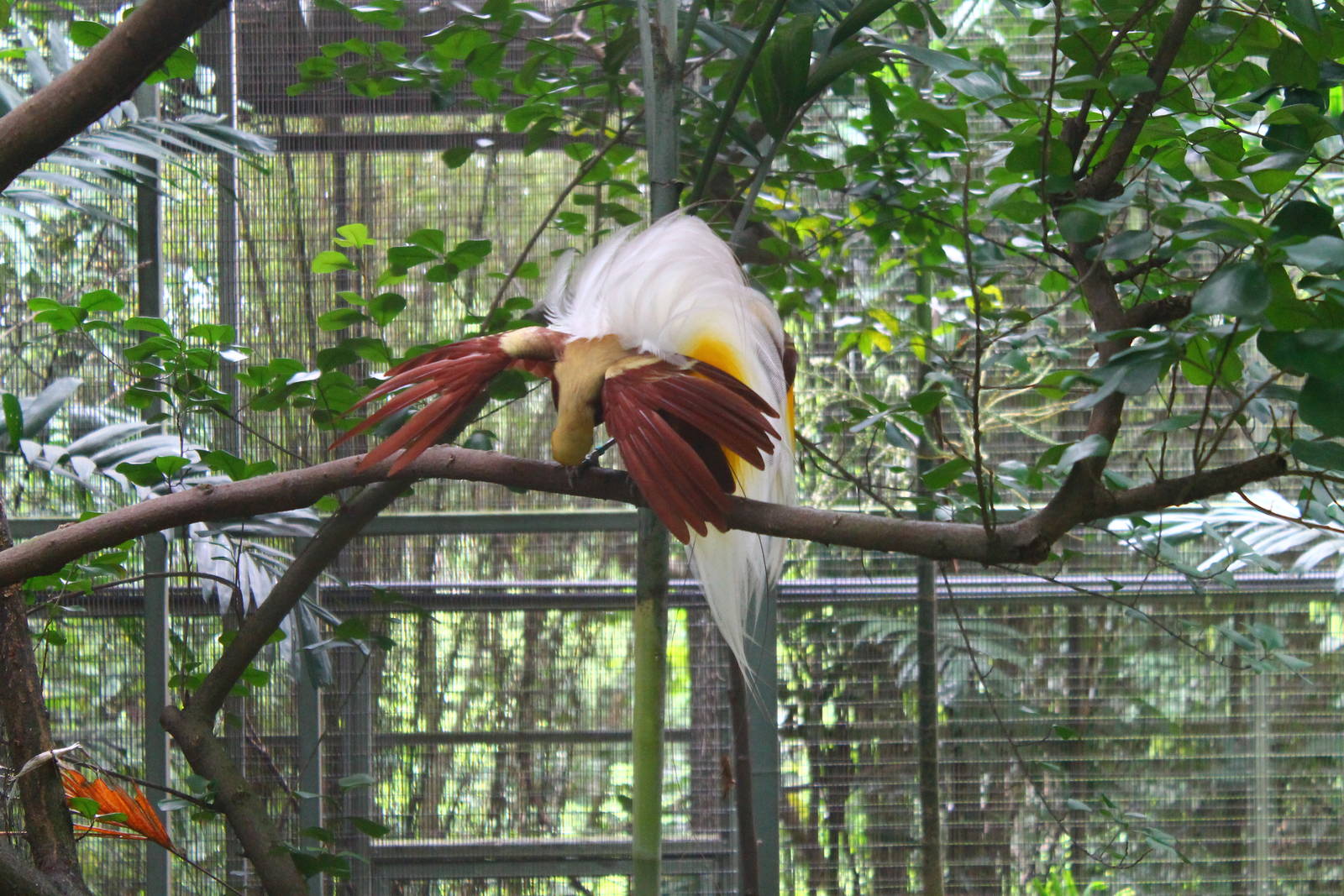 Window on Paradise - Lesser Bird of Paradise