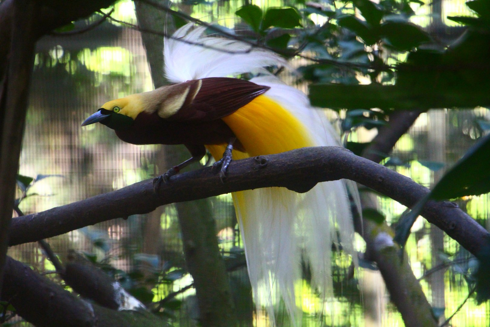 Window on Paradise - Lesser Bird of Paradise