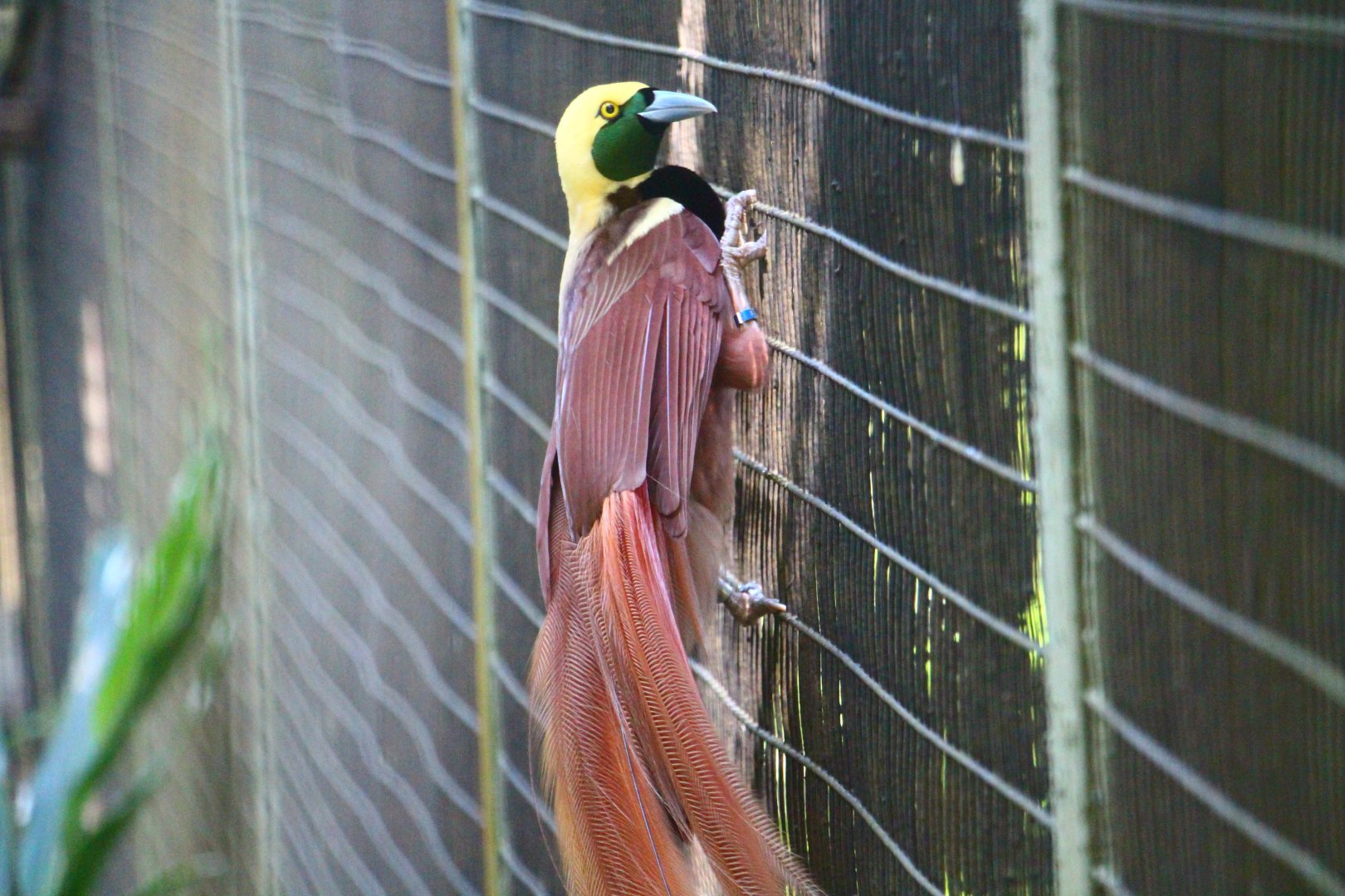 Window on Paradise - Raggiana Bird of Paradise