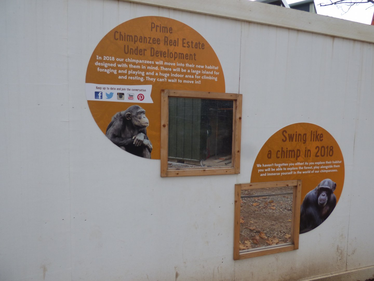 Windows into construction of new Chimpanzee complex