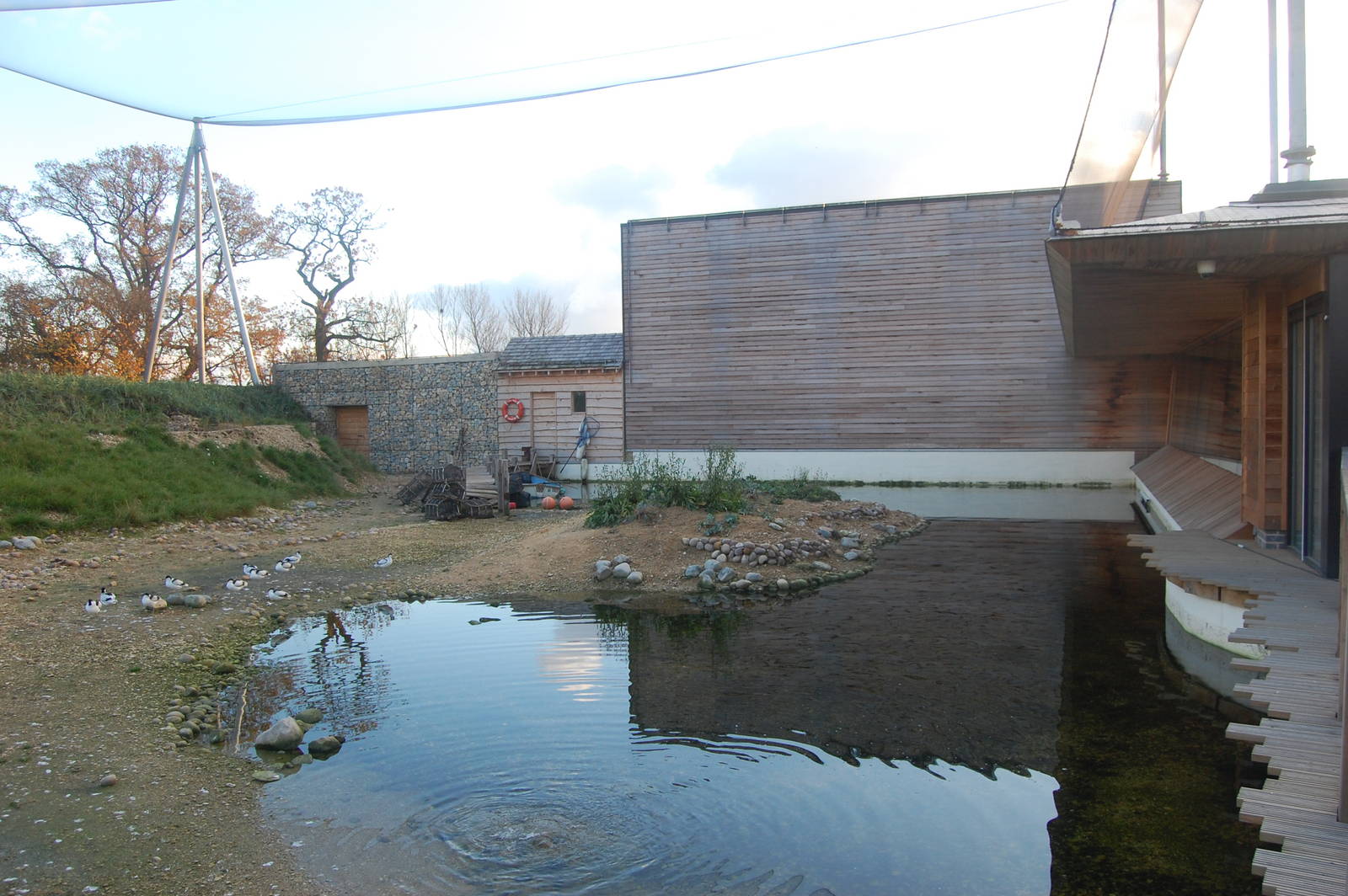 Windows onto the Wild Aviary