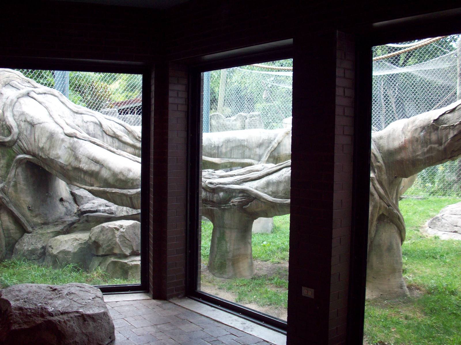 Windows Showing Orangutan Outdoor Exhibit