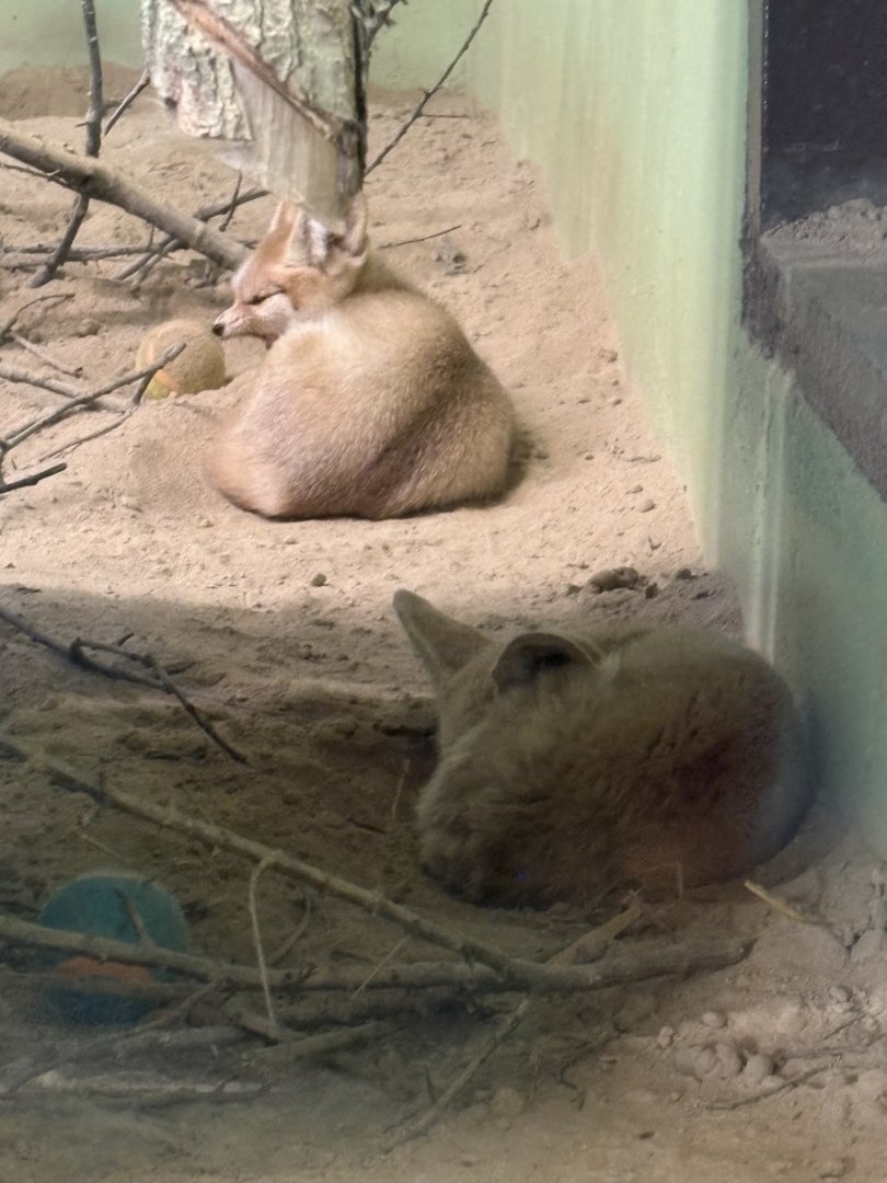 Windows to the Wild - Fennec Foxes