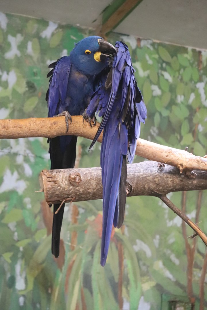 Windows To The Wild - Hyacinth Macaw