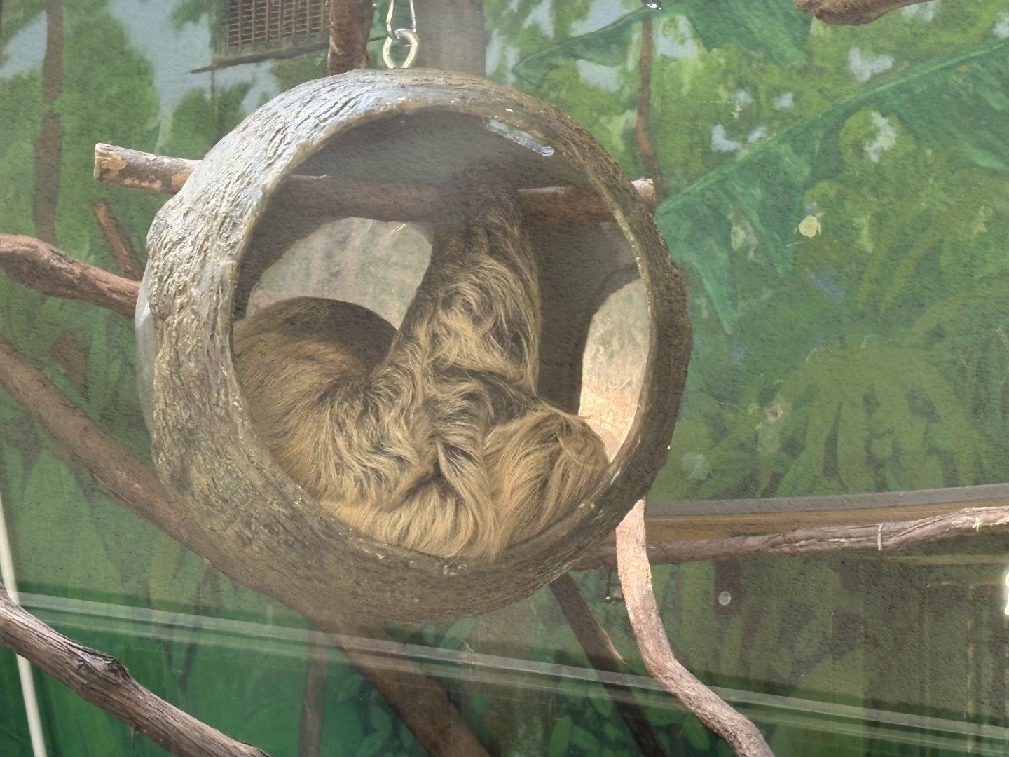 Windows to the Wild - Linne’s Two-toed Sloth