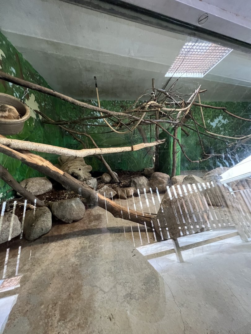 Windows to the Wild Multispecies Exhibit