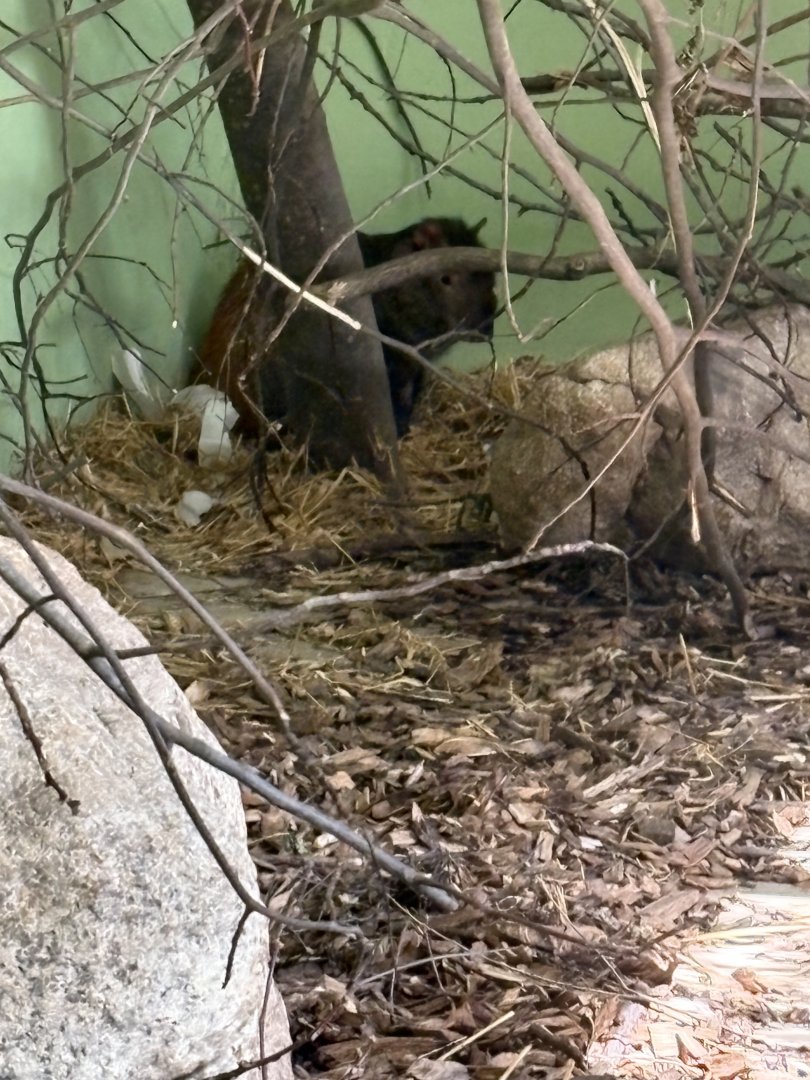 Windows to the Wild - Red-rumped Agouti