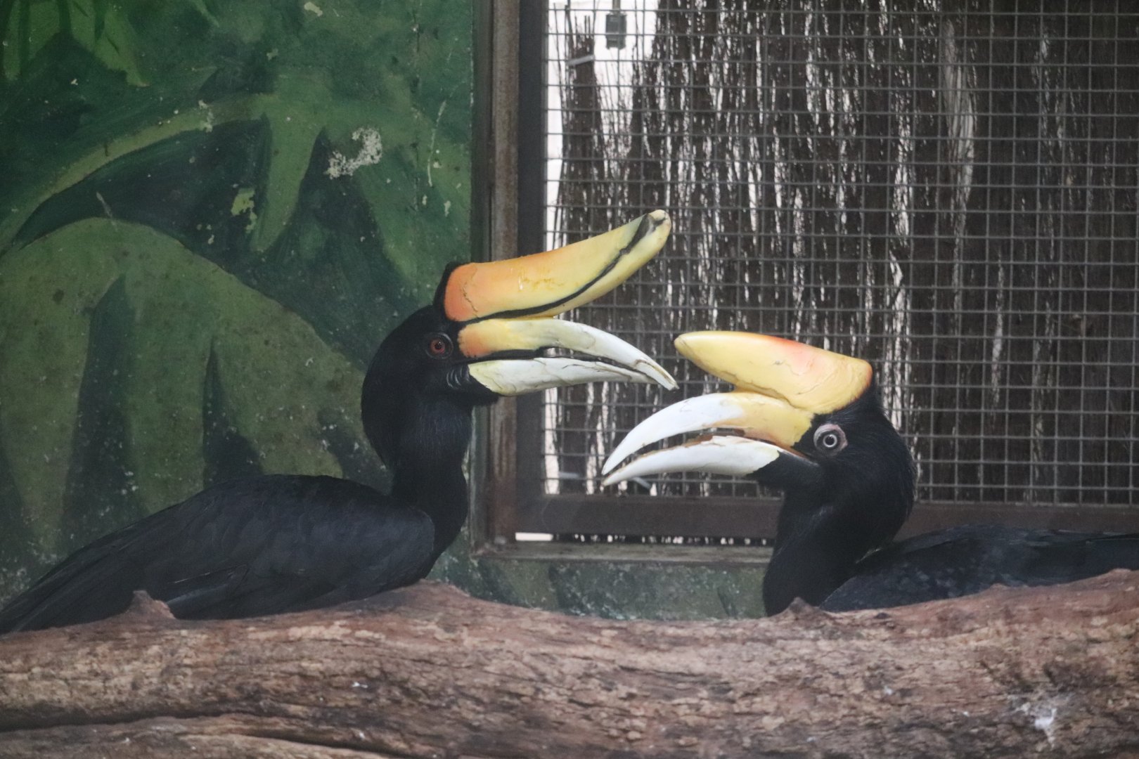 Windows To The Wild - Rhinoceros Hornbill