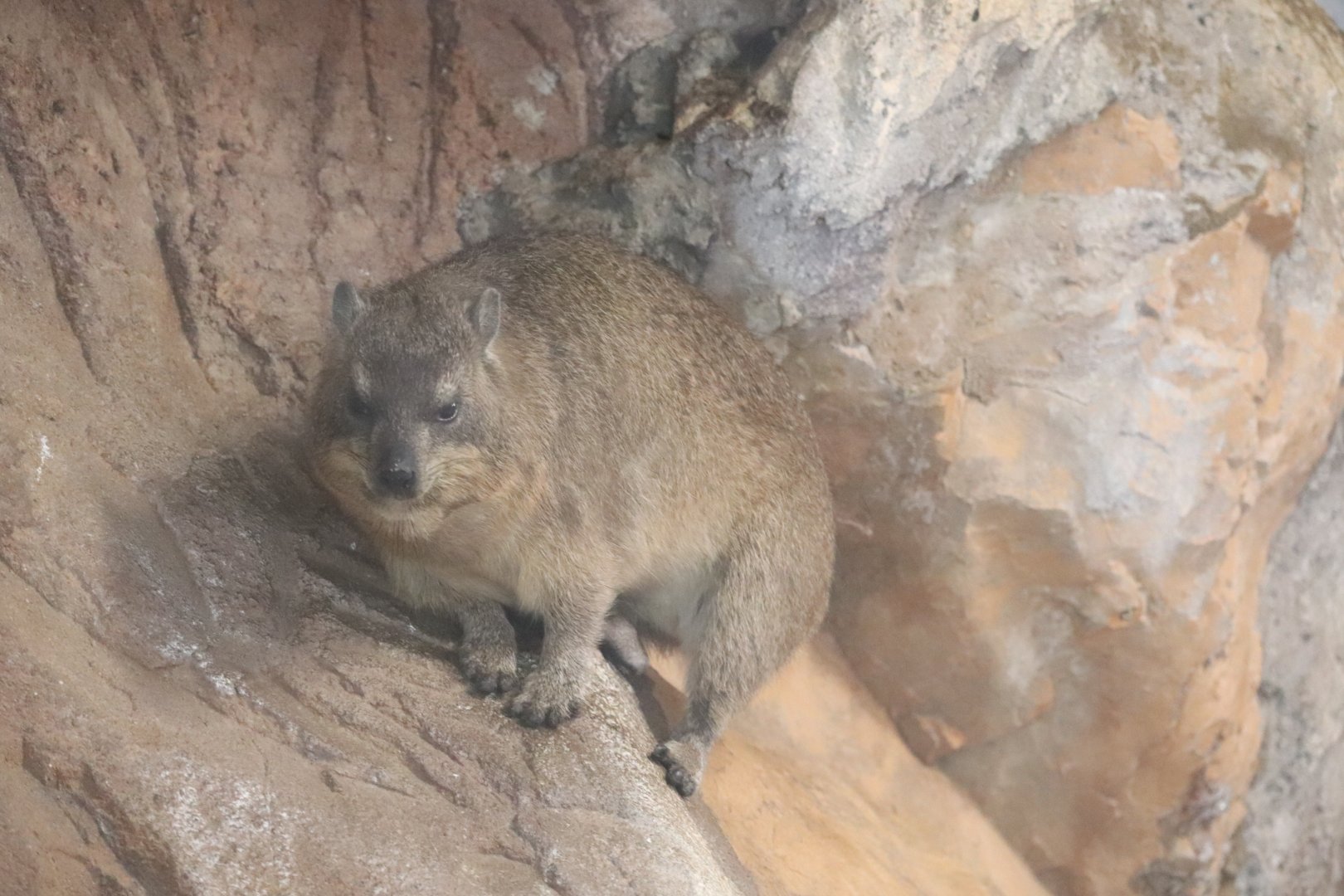 Windows To The Wild - Rock Hyrax