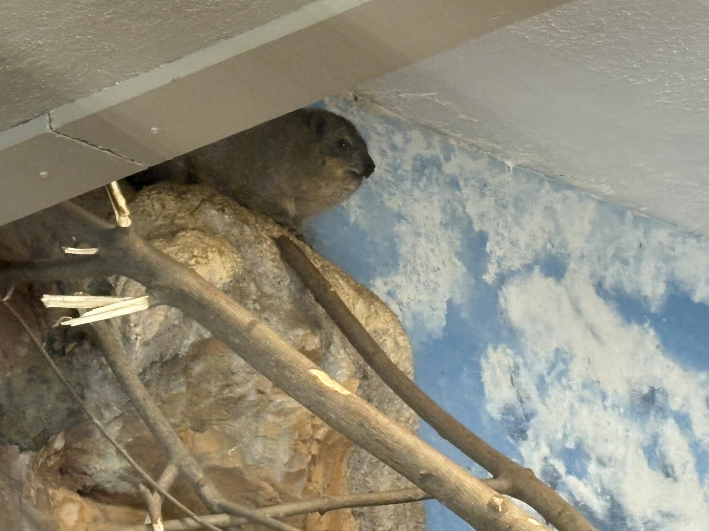 Windows to the Wild - Rock Hyrax