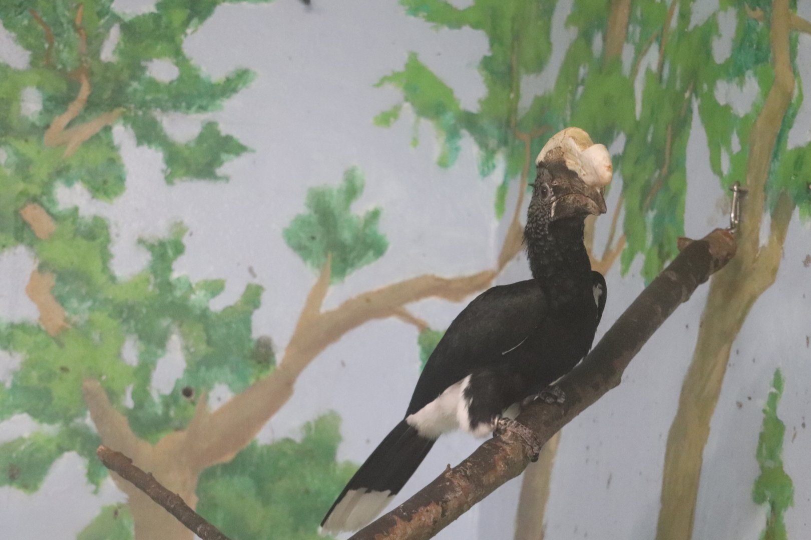 Windows To The Wild - Silvery-Cheeked Hornbill