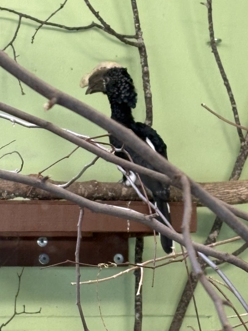 Windows to the Wild - Silvery-cheeked Hornbill