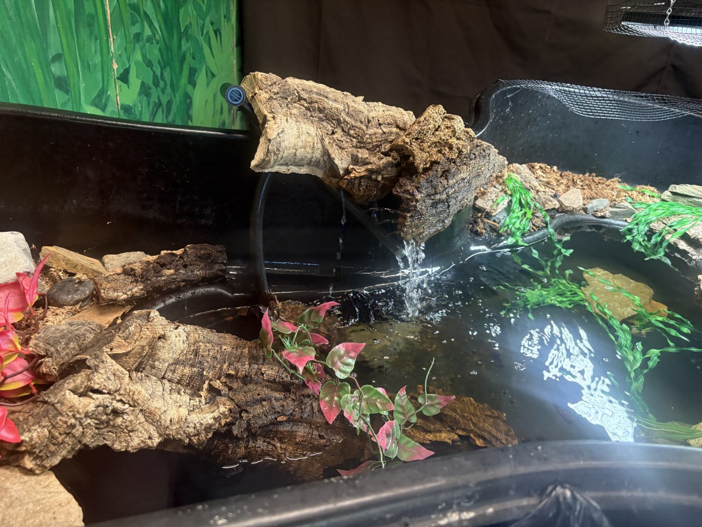 Windows to the Wild - Wood Turtle