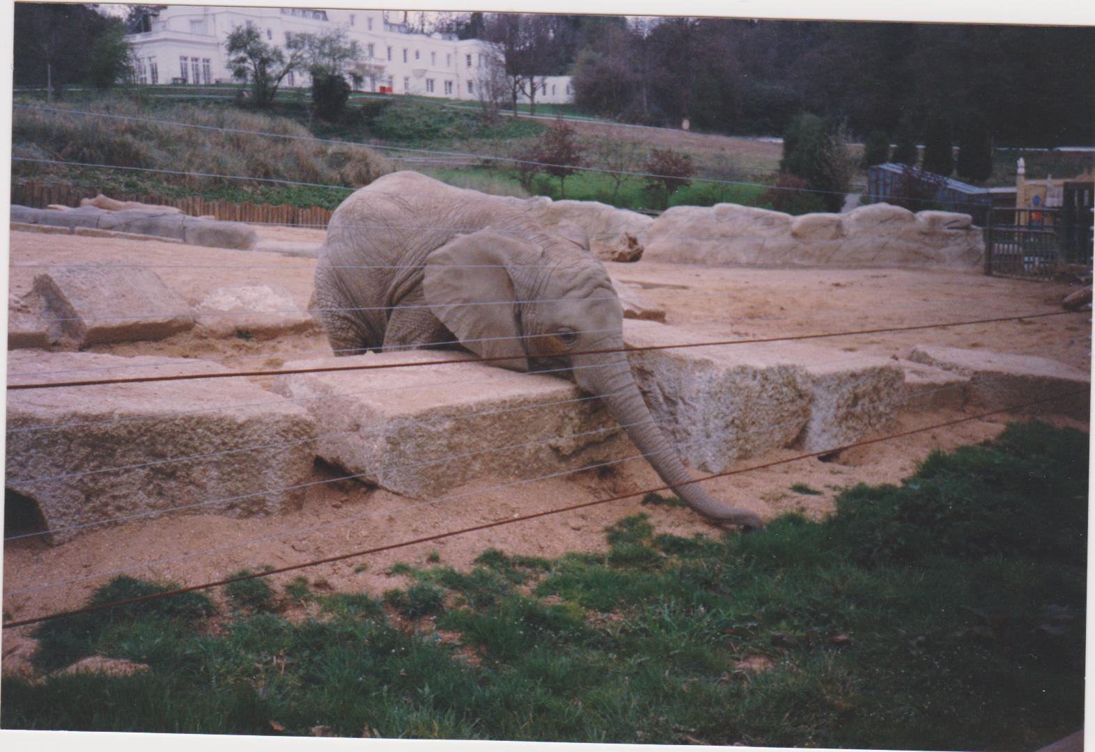 Windsor elephant c.1992