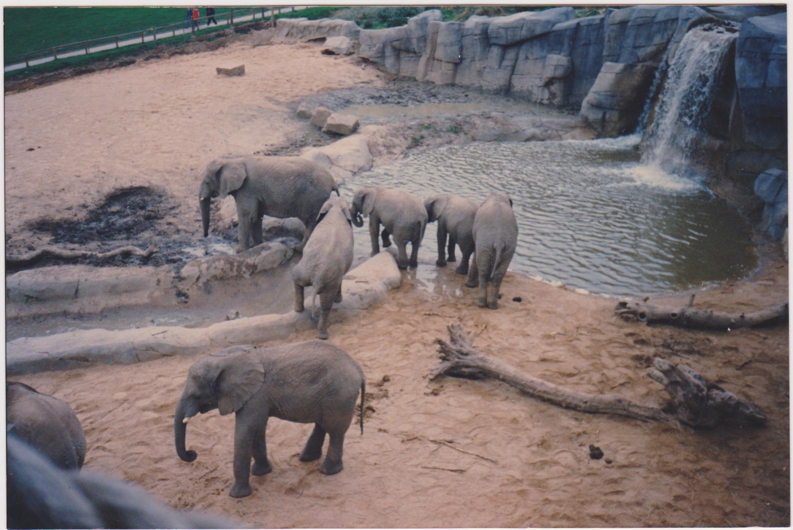 Windsor elephants c.1992