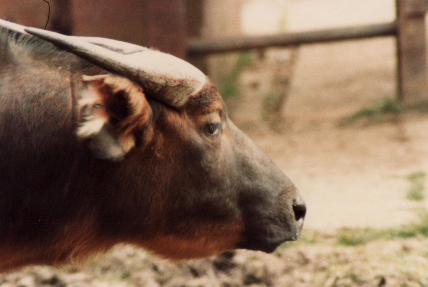 Windsor Safari Park About 1989