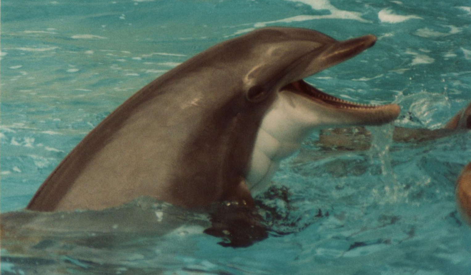 Windsor Safari Park About 1989