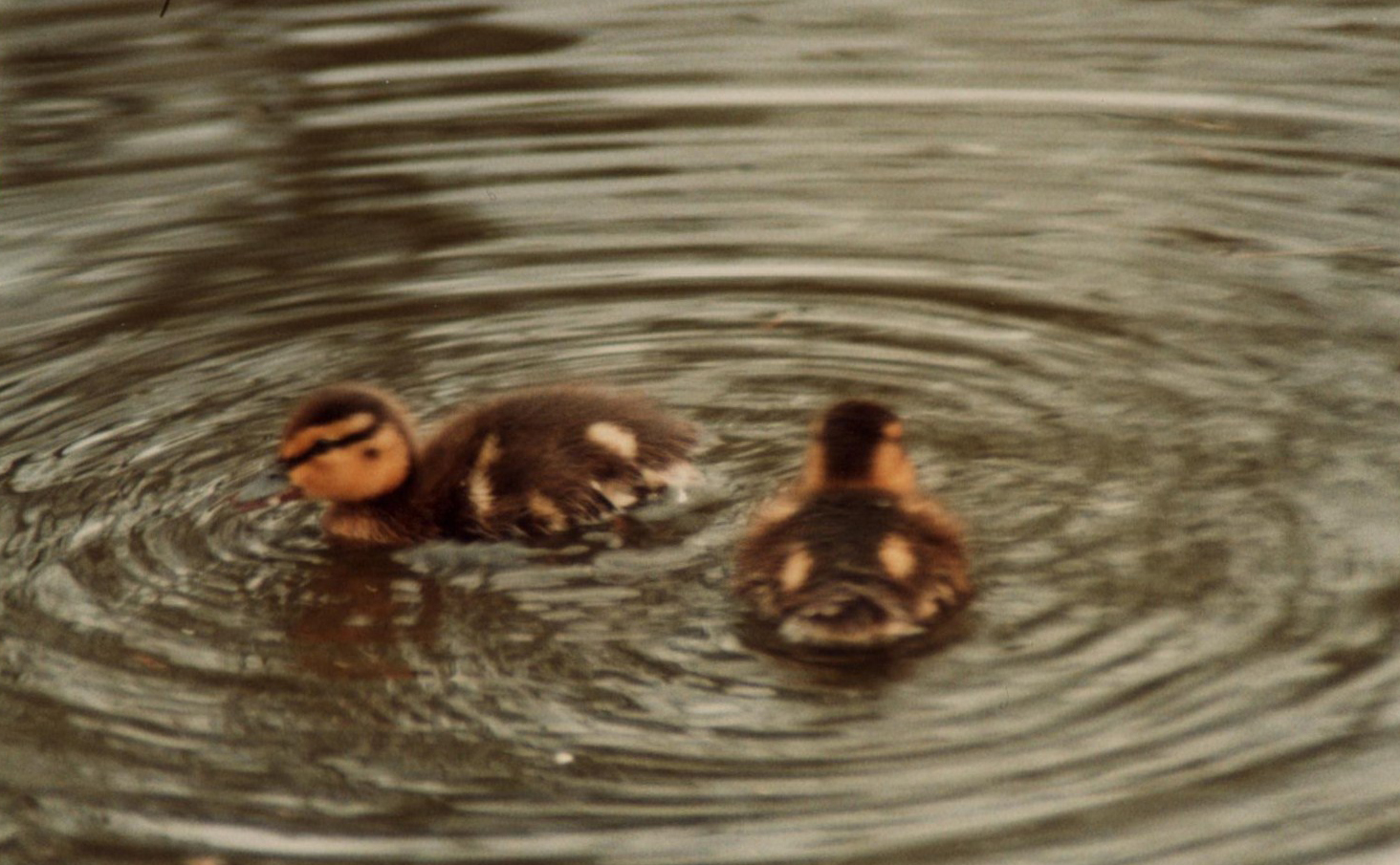 Windsor Safari Park About 1989