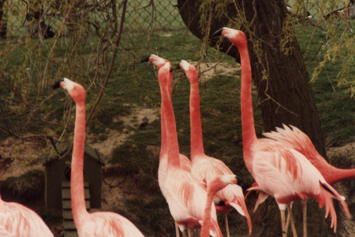 Windsor Safari Park About 1989
