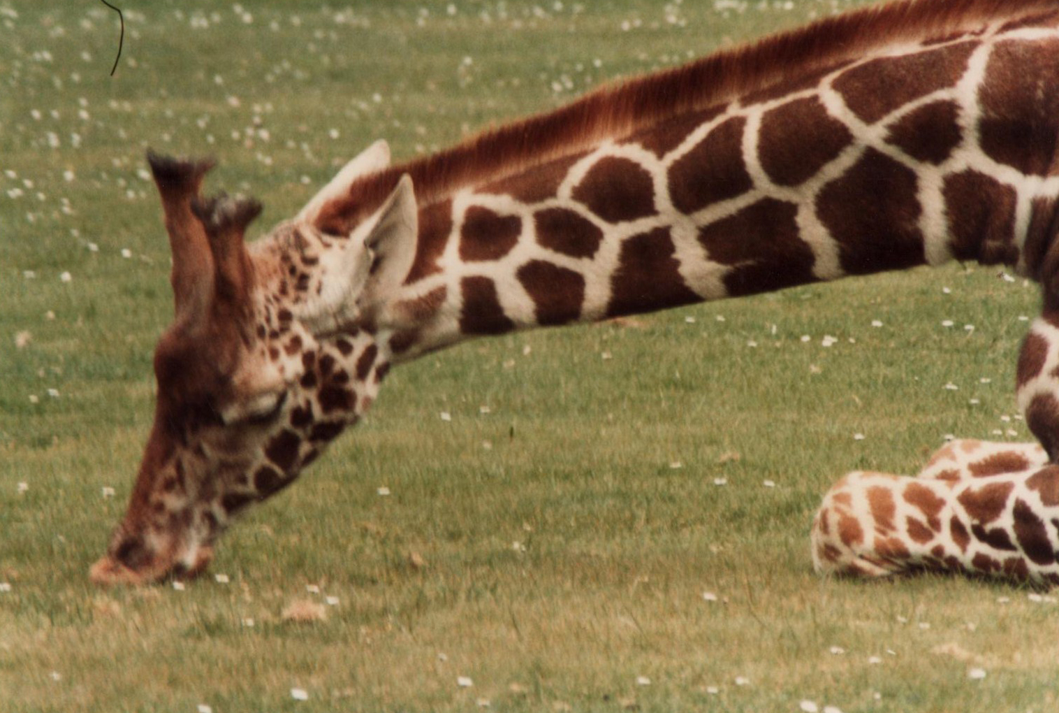 Windsor Safari Park About 1989