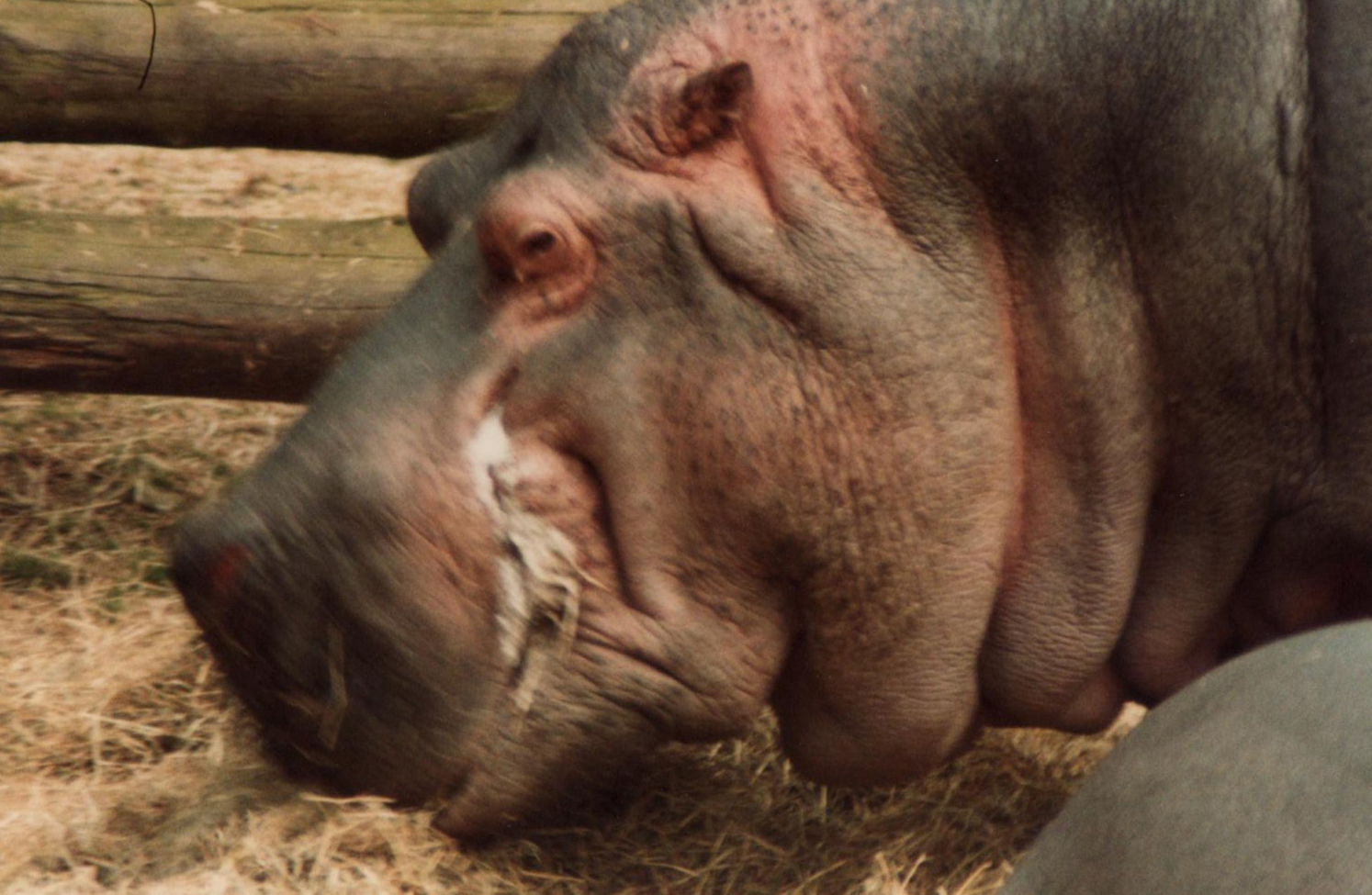 Windsor Safari Park About 1989