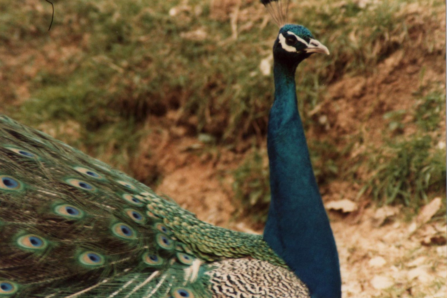 Windsor Safari Park About 1989