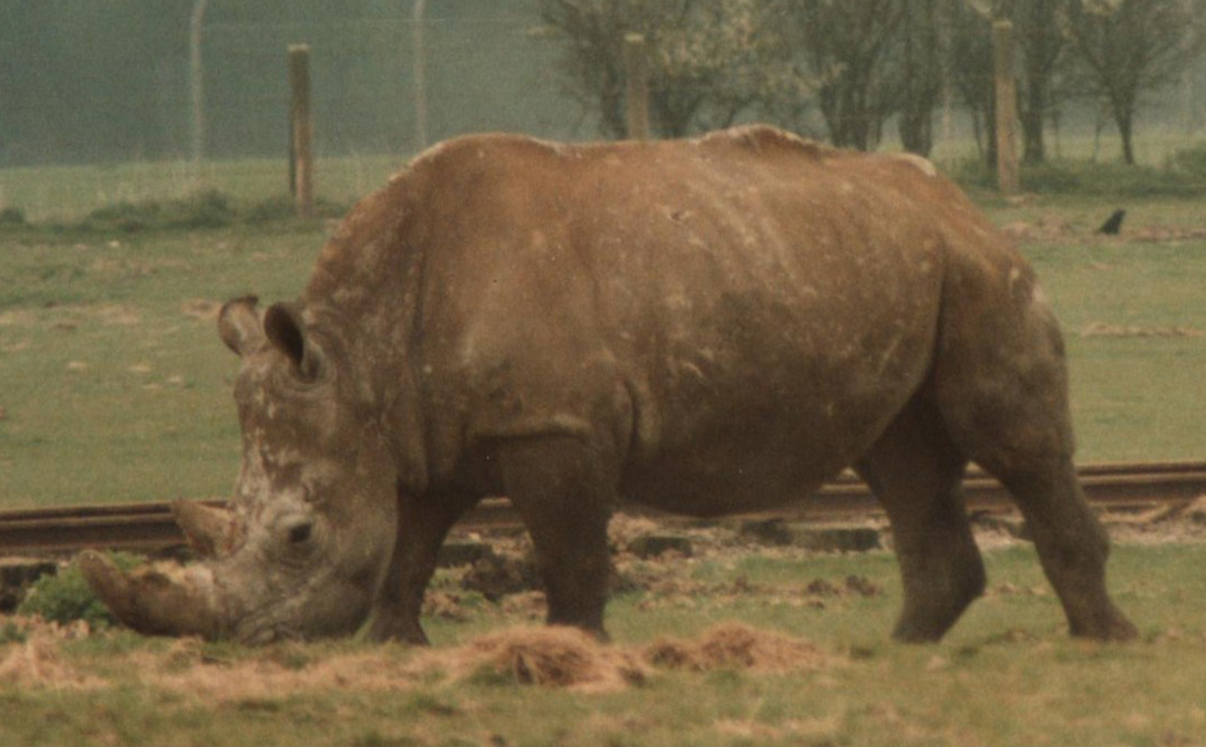 Windsor Safari Park About 1989