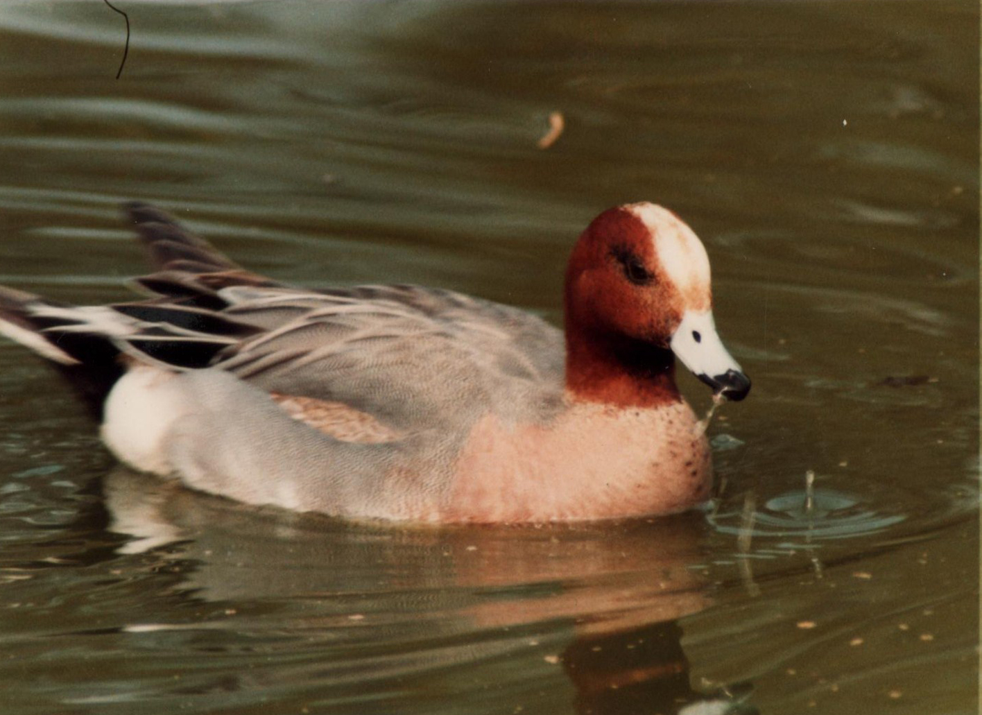 Windsor Safari Park About 1989