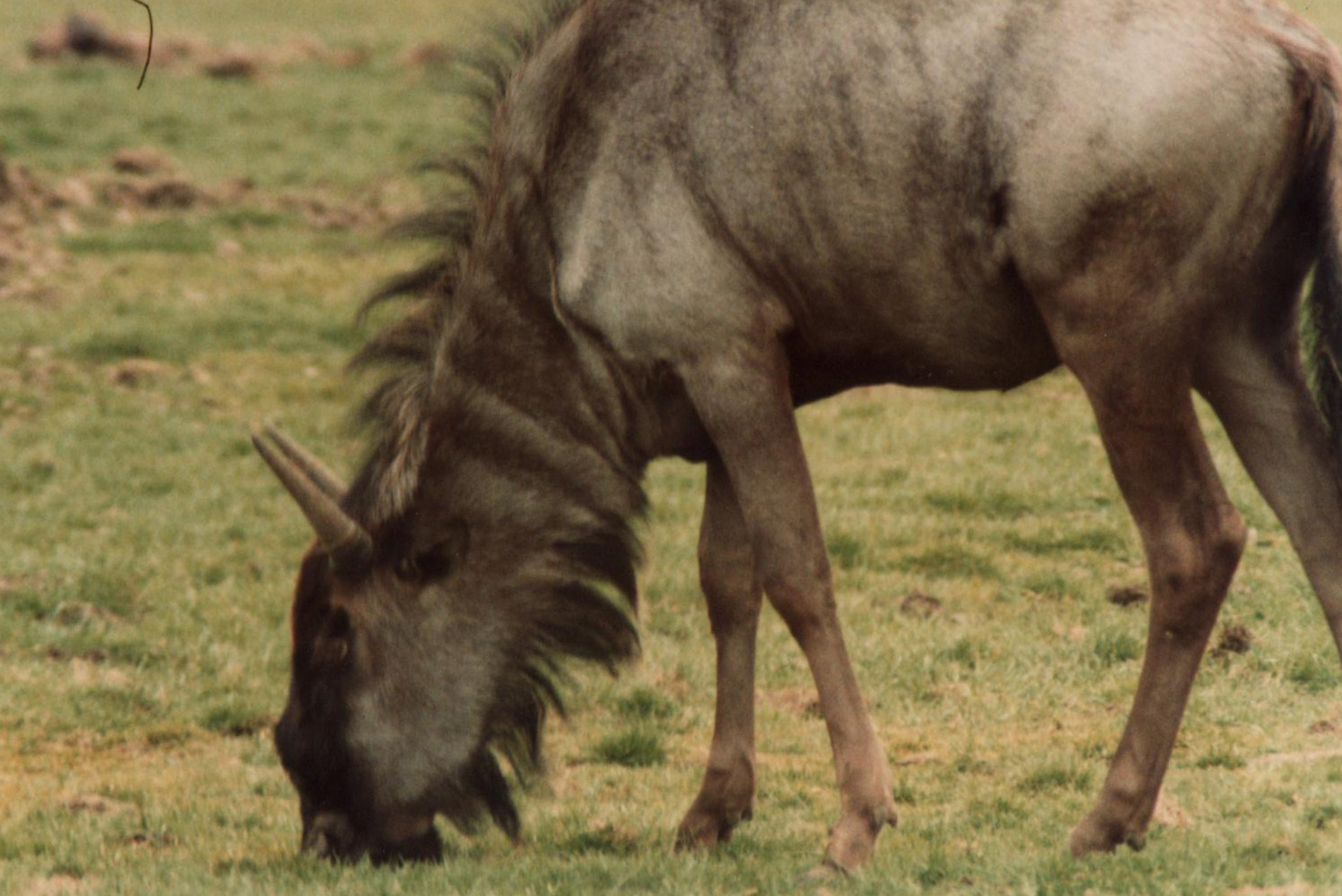 Windsor Safari Park About 1989
