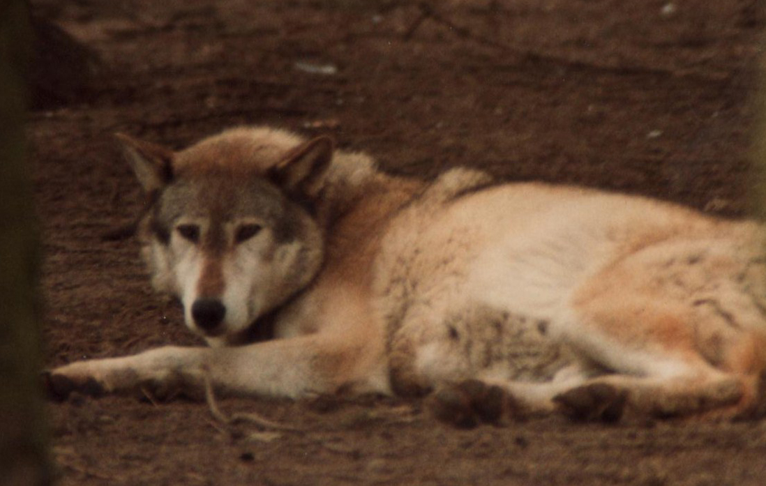 Windsor Safari Park About 1989