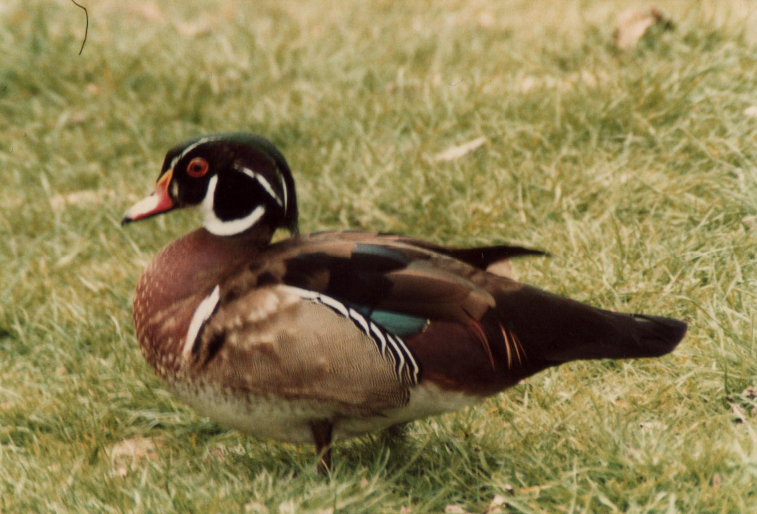 Windsor Safari Park About 1989