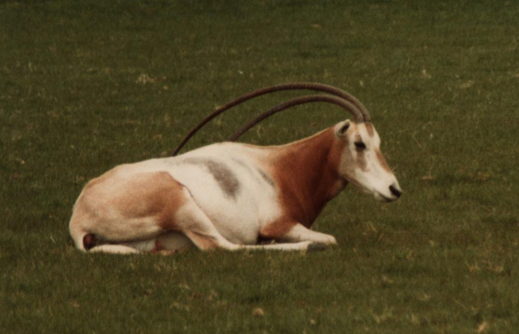 Windsor Safari Park About 1989