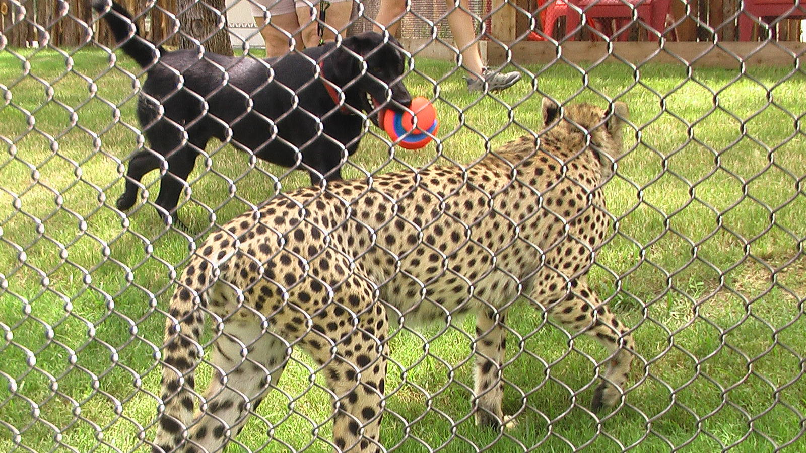 Windspear and her Canine Companion